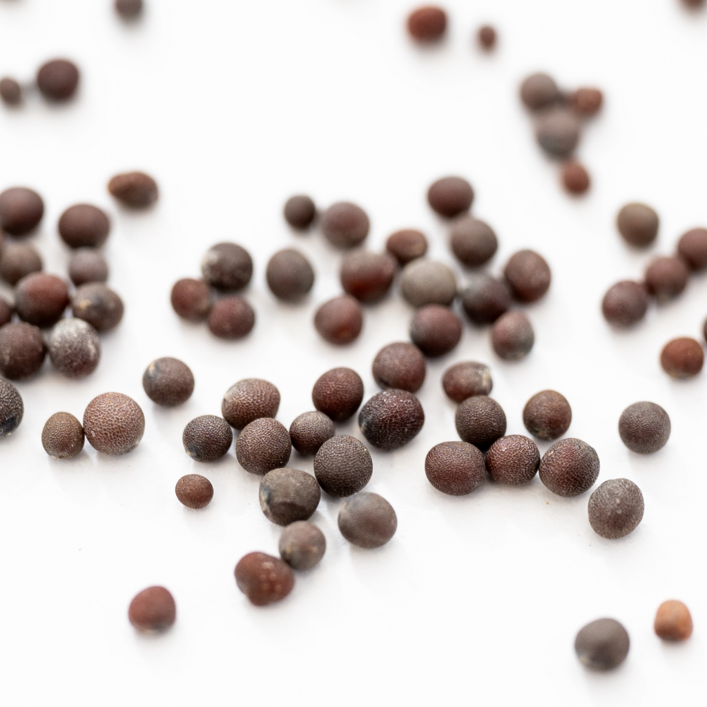 ブラウンマスタードシード50g BROWN MUSTARD SEEDスパイス 香辛料 お米とスパイスとダイスR0008W50